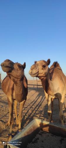 Al Damany Desert camp &Villa, Dubái (foto 5)