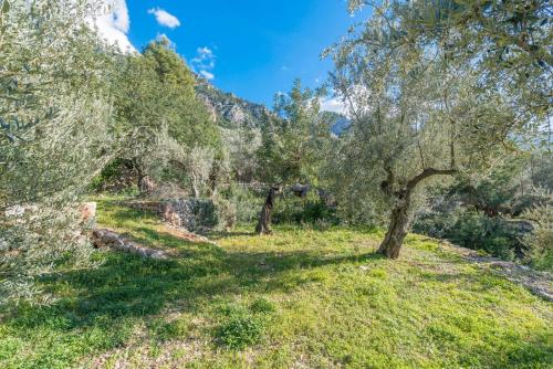 S'Olivaret - image 6