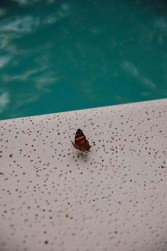 نزل تيرا غواراني