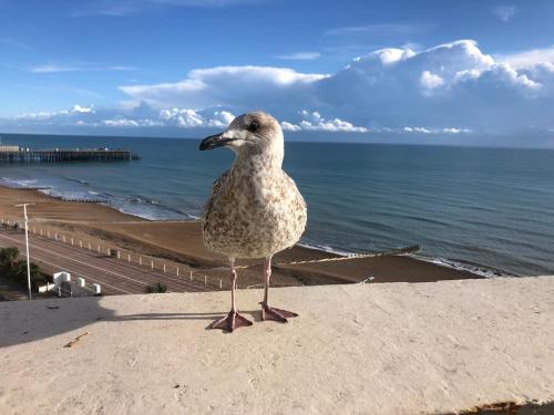 Seafront balcony, lovely spacious relaxing flat, Hastings (foto 8)