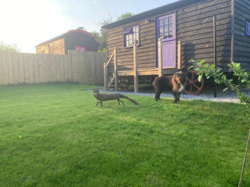Fox lodge Shepherd Hut Sidmouth