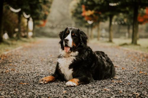 Haus am See - Gochness in กอช