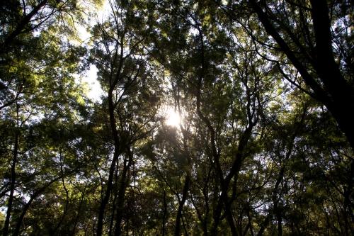 Ingaadi in Tierpoort