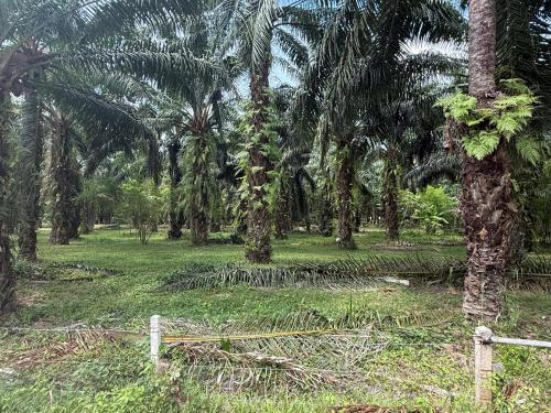 Sai Rung Farmstay สายรุ้ง ฟาร์มสเตย์ in Nuea Klong