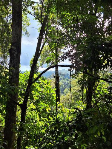 Corcovado Private Houses-Villas-Tents-pool-bar-rest Corcovado Private Houses-Villas-Tents-pool-bar-rest