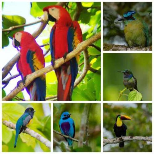 Corcovado Private Houses-Villas-Tents-pool-bar-rest Corcovado Private Houses-Villas-Tents-pool-bar-rest