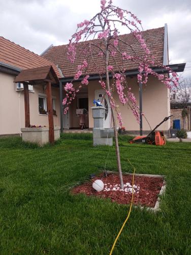 Omgeving, Dora Apartman in Bačka Topola