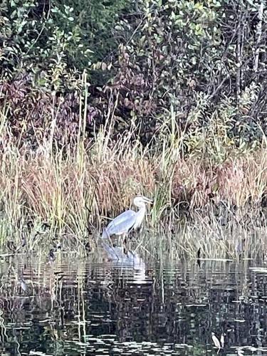 Island Glamping in a Pet-Friendly Bell Tent on an Island in Monmouth, Maine Island Glamping in a Pet-Friendly Bell Tent on an Island in Monmouth, Maine
