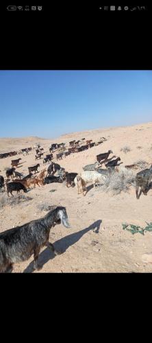 Dana to explore Bedouin life in ダナ