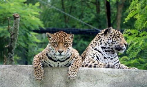 Architect-designed house in Bordeaux Architect-designed house in Bordeaux