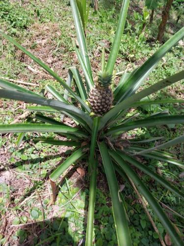 Apo-Experience Ecoturismo Talamanca in Hone Creek
