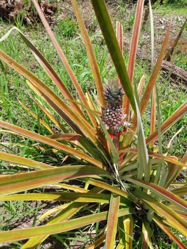 Apo-Experience Ecoturismo Talamanca in Hone Creek