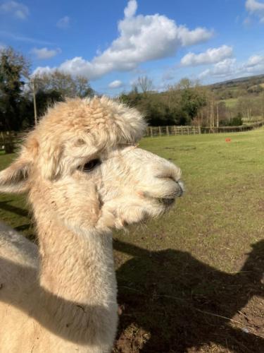 Glamping with Alpacas! - Alton Towers in Croxden