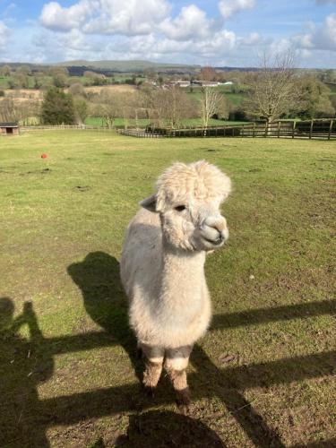 Glamping with Alpacas! - Alton Towers in Croxden