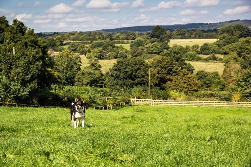 Apkārtne, Glamping with Alpacas! - Alton Towers in Croxden