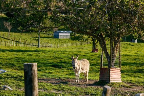 NEW - Farm House Near Town!, Gisborne (foto 8)