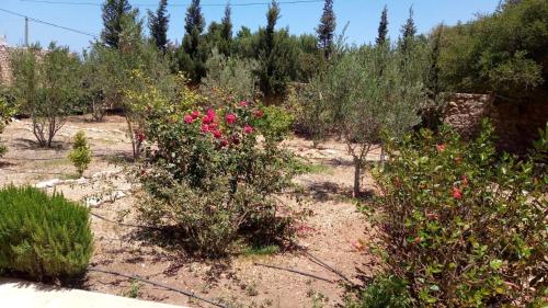 tigumitafokt tigumitafokt