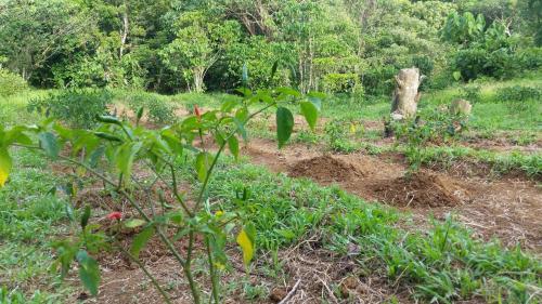 Forest Hideaway, Off-grid, Taguan Sa Tibanglan, Kalayaan (Foto 9)