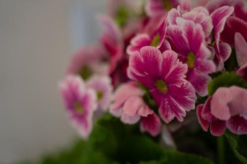 Tra il verde ed il Balsamico