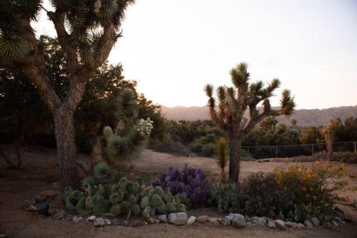 Casa De Los Altos Desert Garden Dog Friendly in Yucca Valley, USA