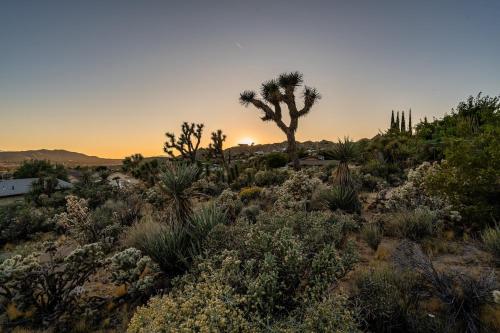 Golden Desert Sands in Yucca Valley, USA