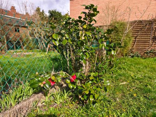Dārzs, Maison spacieuse 8 pers avec jardin aux portes de Lille in Saint-Andre-lez-Lille