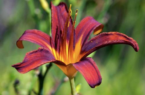 Delta Eco Resort & Spa