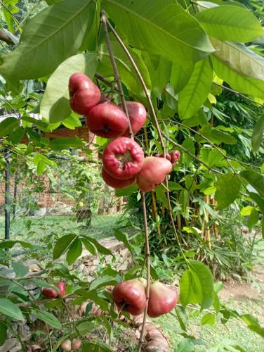 Mangi's Tranquil Bangalows