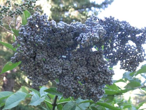 Serene Cabin Getaway with a Charcoal BBQ near Tahoe National Forest, California Serene Cabin Getaway with a Charcoal BBQ near Tahoe National Forest, California