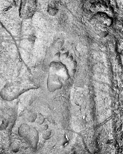 Serene Cabin Getaway with a Charcoal BBQ near Tahoe National Forest, California Serene Cabin Getaway with a Charcoal BBQ near Tahoe National Forest, California