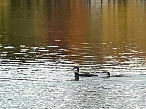 Island Glamping in a Pet-Friendly Bell Tent on an Island in Monmouth, Maine Island Glamping in a Pet-Friendly Bell Tent on an Island in Monmouth, Maine