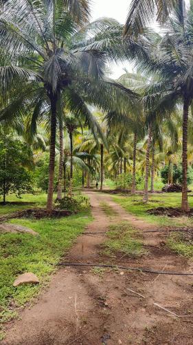 Dārzs, KV Farm house in Anaimalai
