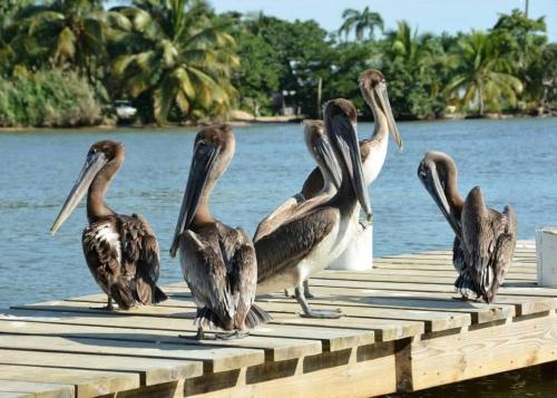 Vista exterior, Palm & Pelican in Maya Beach