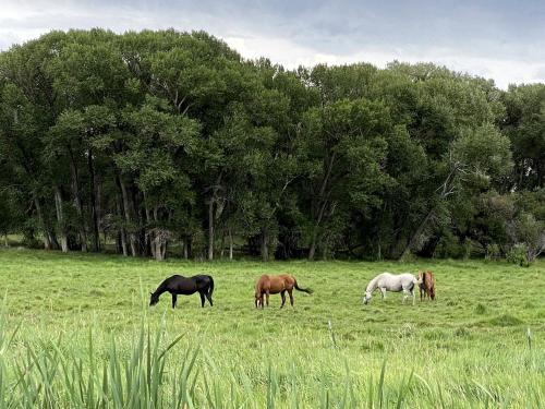 Delightful Secluded Cabin in Riverside, Wyoming in Saratoga (WY)