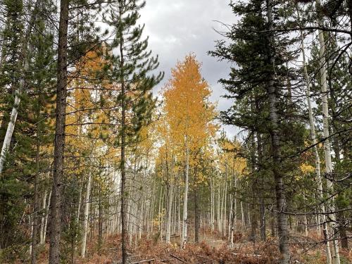 Delightful Secluded Cabin in Riverside, Wyoming in Saratoga (WY)