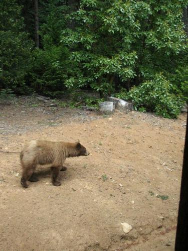 Charming Cabin for Sierra Nevada Getaways Charming Cabin for Sierra Nevada Getaways