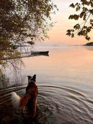 Island Glamping in a Pet-Friendly Bell Tent on an Island in Monmouth, Maine Island Glamping in a Pet-Friendly Bell Tent on an Island in Monmouth, Maine