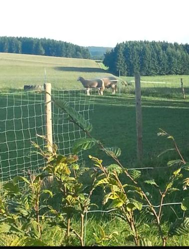 Eselhof Mobilheim in Bleialf