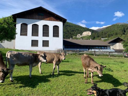 Mooshof - Farm apartment for families, motorcyclists, hikers & cyclists in Stelvio National Park, Prato allo Stelvio