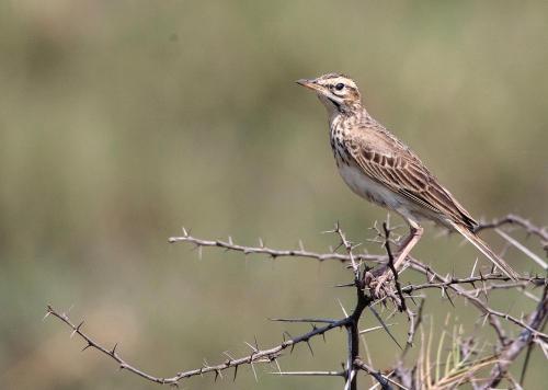 Nibela Lake Lodge by Dream Resorts Nibela Lake Lodge by Dream Resorts