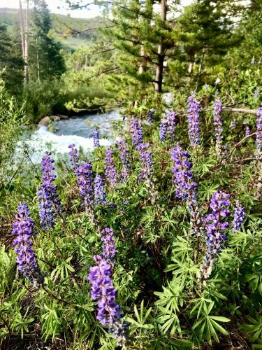 Soda Springs II 1924 - image 2