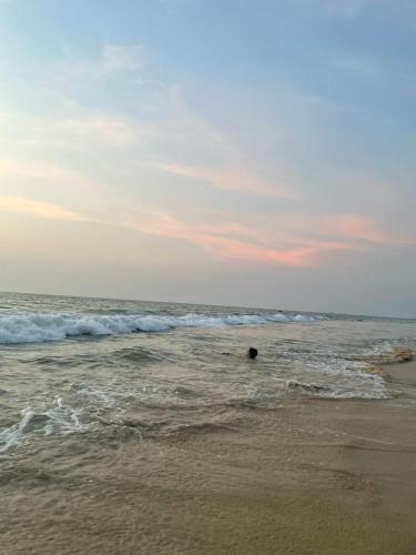 illa - By the sea, Udupi (fotografie 4)