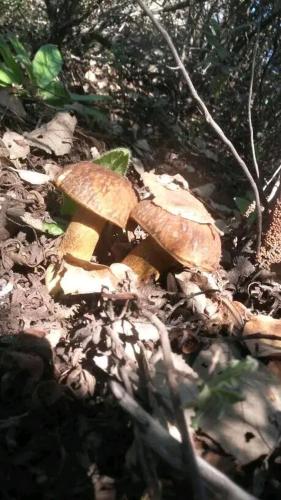 الدار الكبيرة الدار الكبيرة