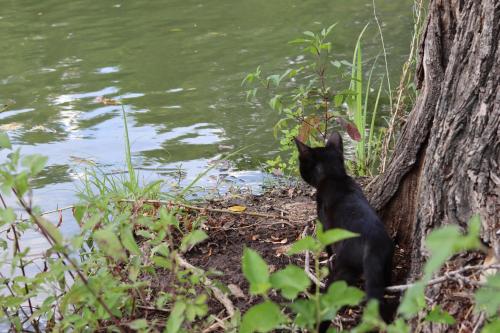 Frankó Tanya Vendégház