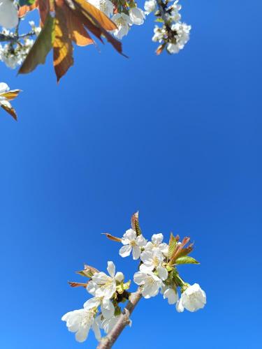 Au bord de l'Helpe in Liessies