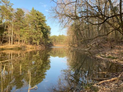 Bungalow im Wald am See - Biberspur in Zieko, Deutschland