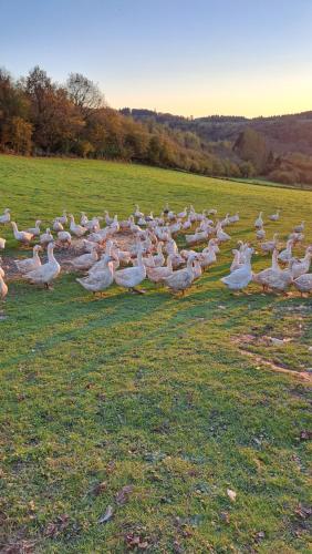 Ferienwohnung Eiernest in Briedel
