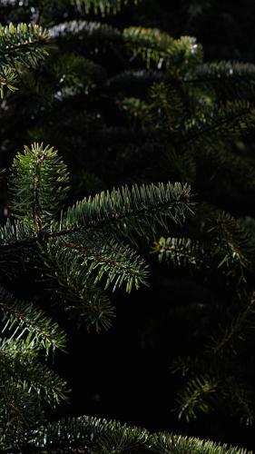 Sofita Rokani at Kalavrita Center