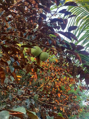 FarmStay Vua Sau Rieng
