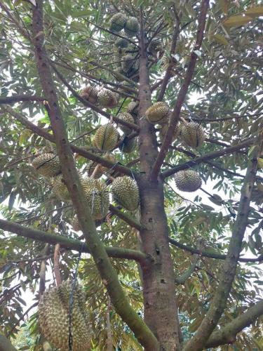 FarmStay Vua Sau Rieng